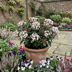 Viburnum Tinus Gwenllian Hardy Evergreen Flowering Shrub Plants, Winter Flowering Hedge, Outdoor Garden Ready, 11cm Root-Ball