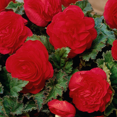 1 Large Plant - Begonia Mocca Scarlet, Ready to Plant in Your Garden, 2L Pot