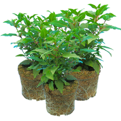 Fuchsia Diva Light Pink and Purple | 3 or 6 1L Pots