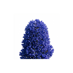 Ceanothus Victoria Plant, Hardy Evergreen Blue Flowering Shrub, Outdoor Garden Ready, Litre Root-Ball
