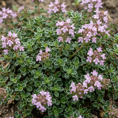 Thymus Precompa Thyme Herb Plants, Hardy Perennial Culinary Herb, Outdoor Garden Ready, 1 Litre Root-Ball