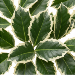 Ilex Argentea Marginata Silver Variegated Holly Plant, Hardy Evergreen Shrub, Litre Root Ball
