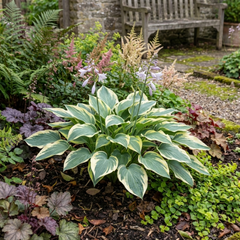 First Frost Plantain Lily, Ready to Plant in Your Garden