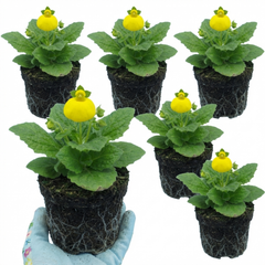 Calceolaria Calynopsis ‘Yellow’, Ready to Plant