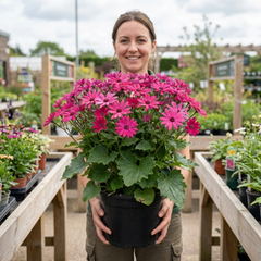 Large Senetti Plant - Pericallis Pop Epic Cerise, Bright Summer Flowering, 6.5 Litre Root-Ball