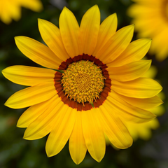 Gazania Kiss Yellow Improved | 3 or 6 1L Pots