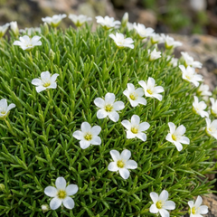 Arenaria Ronda, Ready to Plant in Your Garden, 1L