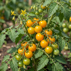 Set of 3 or 6 Large Plants - Tomato Honeycomb Variety, Outdoor Garden Ready, 10.5 cm