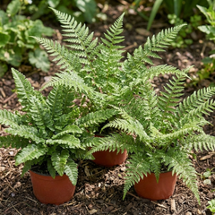 3 Large Plants - Soft Shield Fern Grower’s Mix, Ready to Plant in Your Garden