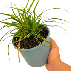 Carex Everglow