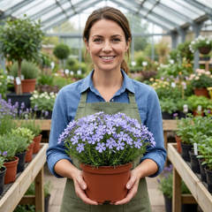 Set of 3 or 6 Phlox Emerald Cushion Blue Alpine Plants, Hardy Perennial Creeping Ground Cover, Flowering Garden Plants, 1 Litre Root-Ball