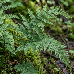 Dryopteris Linearis Polydactyla Male Fern Plants, Hardy Shade Loving Perennial Ferns, Garden Ready, 1 Litre Root-Ball