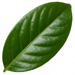 Aucuba Japonica Rozannie Plant, Hardy Evergreen Shrub, Outdoor Garden Ready, Litre Root Ball