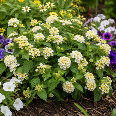 1 Large Plant - Lantana Bandolista Coconut, Ready to Plant in Your Garden, 2L