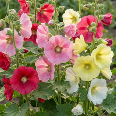Hollyhock Growers Mix Hardy Cottage Garden Perennial Plants, Bee Friendly, Outdoor Garden Ready, 1 Litre Root-Ball
