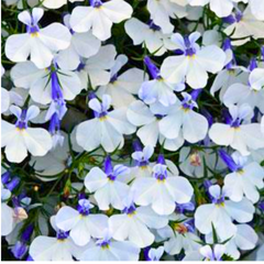 Lobelia Springs White | 3 or 6 1L Pots