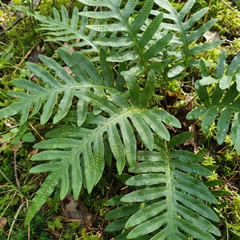Evergreen Polypodium Vulgare Hardy Fern Plants for Shade Garden, Live Perennial, 11cm Root Ball