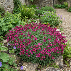 Arabis Aubrieta Deep Rose Plant, Hardy Evergreen Alpine Perennial, 2 Litre Root Ball
