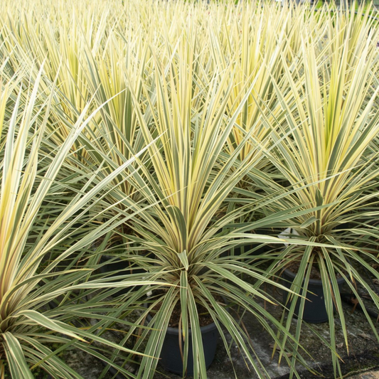 Cordyline Torbay Dazzler | 3L Pot