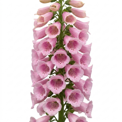 1 Digitalis Hanabee Pink Foxglove Plant, Hardy Perennial for Cottage Garden, 2Ltr Root Ball