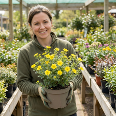Potentilla Goldfinger Hardy Yellow Flowering Shrub, Bee Friendly Garden Plant, 2 Litre Root Ball