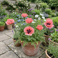 Papaver Orientale Garden Gnome Victoria Louise Plants, Hardy Perennial Oriental Poppy, Outdoor Garden Ready, 1 Litre Root-Ball