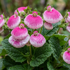 Calceolaria Calynopsis ‘Pink Bicolour’, Ready to Plant