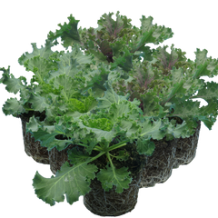 Ornamental Cabbage Growers selection | 3 or 6 1L Pots