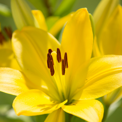 Asiatic Lily Yellow | 3 or 6 1L Pots