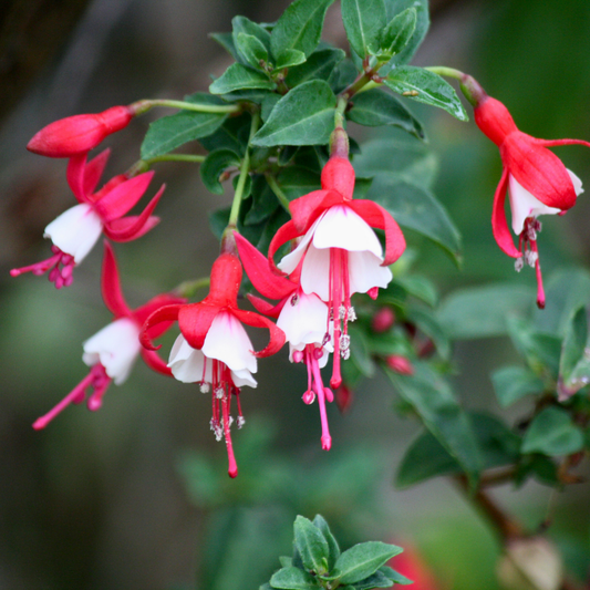 Fuchsia Snowcap | 2L Pot