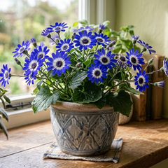 Senetti Blue Bicolour, Outdoor Garden Ready, 2L Pot