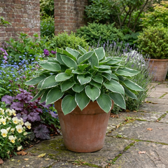 Francee Plantain Lily, Ready to Plant in Your Garden, 1L