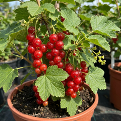 Redcurrant Jonkheer Van Tets Fruit Bush, Hardy Outdoor Garden Ready, 2 Litre Root Ball