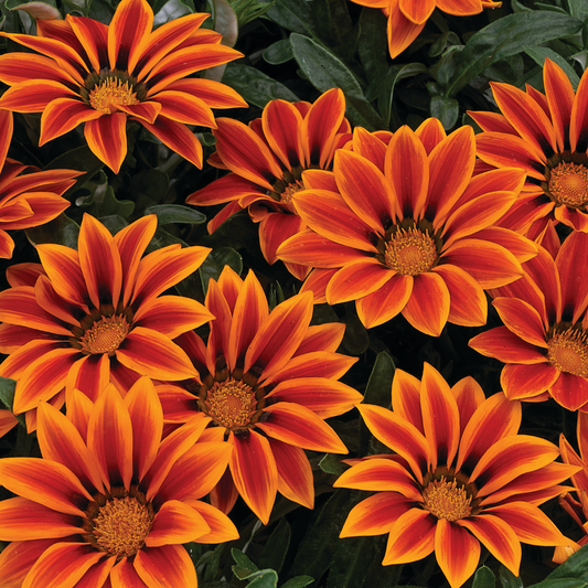 Gazania Kiss Orange Flame | 3 or 6 1L Pots