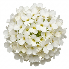 Arabis Aubris White, Ready to Plant in Your Garden, 1L