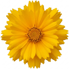 Coreopsis Early Sunrise Hardy Perennial Plants, Yellow Summer Flowers, Pollinator Friendly, 1 Litre Root Ball
