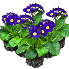 Polyanthus Blue | 3 or 6 1L Pots