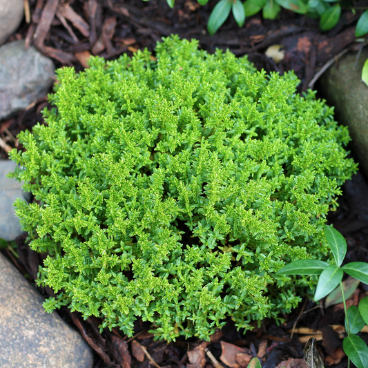 Hebe Green Globe | 2L Pot