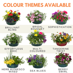 7 Colour Coordinated Plants - Tangerine Twist Theme Speedplanter, Garden Ready