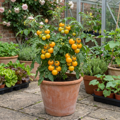 Set of 3 or 6 Large Plants - Tomato Golden Sunrise Variety, Ready to Plant in Your Garden