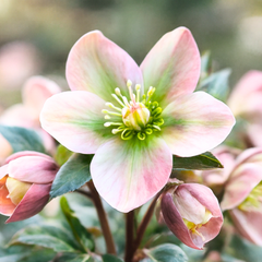 Hellebore Angel Glow | 2L Pot