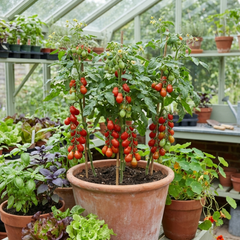 Set of 3 or 6 Premium Grafted Trilly Tomato Plants, High Yield Vegetable Plants, Ready to Plant, Outdoor Garden Ready, 1L Root Ball