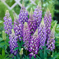 Lupin Legendary Blue Shades | 2L Pot
