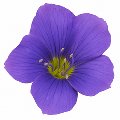1 Large Plant - Polemonium Bressingham Purple, Ready to Plant in Your Garden, 3L