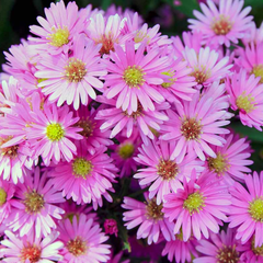 Aster Alpha Light Pink | 2L Pot
