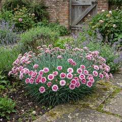 1 Cottage Pink Dianthus Raspberry Sundae, Fragrant Hardy Perennial Plant, 5 Litre Root Ball