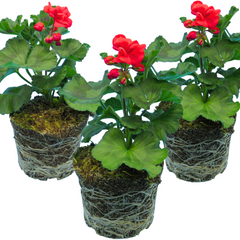 Pelargonium Toscana Dolce Vita Mylena / Gisela / Smart Senna
