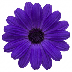 Large Senetti Violet Pericallis Plant, Spring Flowering, Outdoor Garden Ready, 6.5L Root-Ball