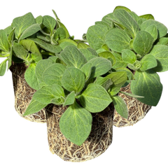 Petunia Dekko Rose Star | 3 or 6 1L Pots