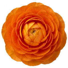 Set of 3 or 6 Ranunculus Vortex Orange Persian Buttercup Plants, Hardy Perennial, Spring & Autumn Flowering, Outdoor Garden Ready, 1 Litre Root-Ball